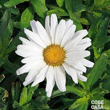 We did not find results for: Leucanthemum Var Daisy May Margheritone Cure Cose Di Casa