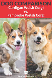 Cardigan Welsh Corgi vs. Pembroke Welsh ...