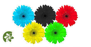 Fresh flowers arrangement, bouquets, orchids and plants. Olympic Flowers Origins Of The Concept Varieties And Requirements