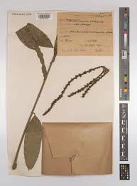 Image result for Pancovia