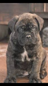 Newest oldest price ascending price descending relevance. Bullmastiff Puppies For Sale Scotland Johnstone Renfrewshire Pets4homes