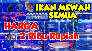 Jika anda tidak memiliki banyak waktu untuk merawat hewan peliharaan, maka ikan bisa jadi pilihan anda. Ikan Cupang Koi Cuma 10ribuan Disini Toko Ikan Hias Go Fish Aquatic Banjar Patroman Youtube