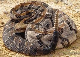 Timber Rattlesnake Snake Rattlesnake Snake Venom