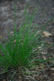 Image result for Poa