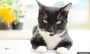 Rp 500.000 anak kucing anggora hitam jantan. Fakta Dan Mitos Menarik Tentang Kucing Hitam Putih Embaran Id