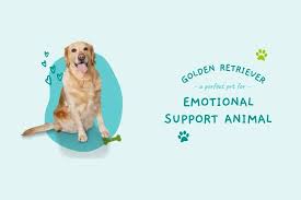 Home trained with parents, local experienced breeder Can A Golden Retriever Become A Perfect Emotional Support Dog Fast Esa Letter