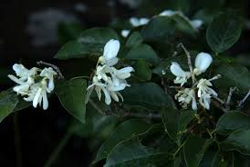 Image result for Craibia zimmermannii