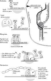 Protein Synthesis