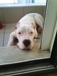 dogo argentino yup our emmanuel is totally this breed mixed with arjantin fotograf