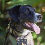 Summer Reading with K9 Officer Patches!