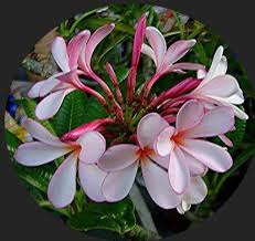 Plumeria Obtusa Dwarf Singapore Pink Plumeria Flowers Plumeria Care Plumeria
