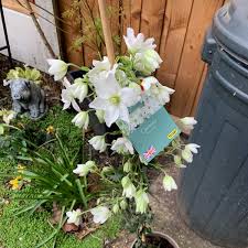 Check spelling or type a new query. Clematis X Cartmanii Avalanche Clematis Avalanche Uploaded By Cjh123