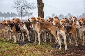 Ze worden gerekend tot de bloedhonden (geurjagers). Anglo Francais Bulgaria Photos Facebook