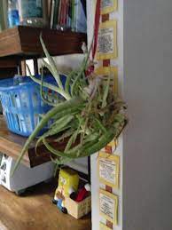 Water your aloe vera plant sparingly; Grow Aloe Vera Inside Your Home Without Soil And Water Just Tie A Red Ribbon To The Root And Hang Upside Down In Aloe Vera Plant Grow Aloe Vera Bedroom Plants