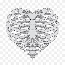 Your heart is an amazing organ. Human Rib Cage Illustration Rib Cage Heart Human Skeleton Anatomy Skeleton Hand Human Body Human Anatomy Skeleton Png Pngwing