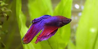 Is your betta fish bloated? Common Myths About Bettas Ratemyfishtank Com