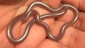 Image result for Dolichopentas