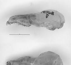 Image result for Helichrysum whyteanum