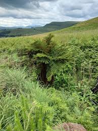 Image result for Cyathea dregei