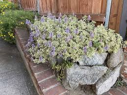 Image result for Coleus neochilus