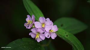 Image result for Antherotoma phaeotricha