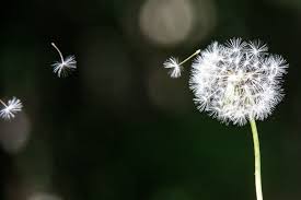65 Dandelion Background On Wallpapersafari Wallpapers tagged with this tag.