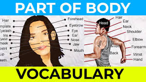 Maybe you would like to learn more about one of these? Human Body Parts Name With Picture Parts Of Body In English Youtube