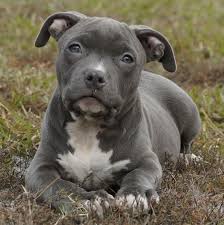 The Media Pit Bulls Destroying A Breed S Reputation Blue Nose Pitbull Puppies Pitbulls Blue Nose Pitbull