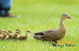 Ruyada Ordek Gormek Ordek Yavrusu Gormek Beyaz Ordek Yakalamak 1001ruyatabiri Com