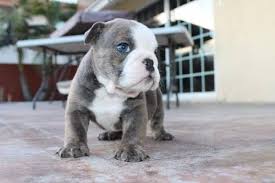 The only question is how severe will your puppy's health issues be? Akc Blue Trindle Brindle English Bulldog Pups English Bulldog Puppies Bulldog Puppies Bulldog