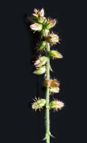 Image result for Amaranthaceae