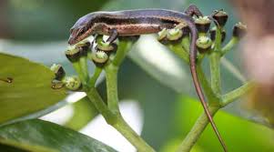 Flora dan fauna adalah istilah lain saat menyebut tumbuhan dan sedangkan fauna adalah alam hewan atau segala macam jenis hewan yang hidup di bagian atau periode tertentu. Jenis Flora Dan Fauna Asiatis Australis Peralihan