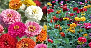 Oeillets fleurs resultats de recherche d images yahoo. Semer Le Zinnia Quand Comment Et Quelles Varietes Choisir