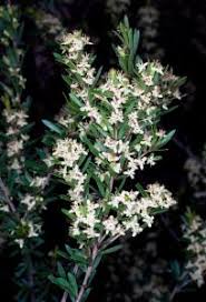 Image result for Picrodendraceae