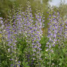 These new hybrids will be offered to the public this spring (2020). New Proven Winners Perennials For 2021 Walters Gardens Inc