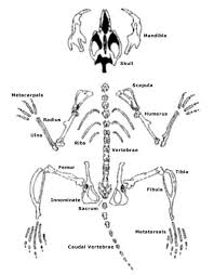 Owl Pellet Skeleton Reconstruction Chart Www
