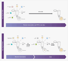 Pcr amplification, an intermediate step which creates megaprimers, and the introduction of the gene to the destination vector. 5 Steps To Fast Rt Pcr Thermo Fisher Scientific Sa