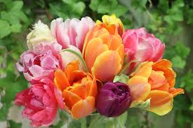 Această fotografie este despre primăvară, tapet colorat, vibrant. Lalele Buchet Flori Fotografie GratuitÄ Pe Pixabay