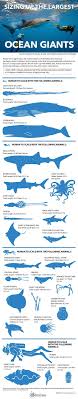 New Size Estimates For Large Ocean Animals Infographic Ocean Creatures Ocean Animals Ocean
