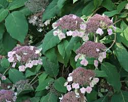 Die rund 80 arten sind in ostasien, nordamerika und chile beheimatet. Samt Hortensie Raue Hortensie Mein Schoner Garten