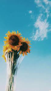 Bunga matahari itu kata seorang teman ia punya cara tersendiri untuk mencintai hidupnya, keluarganya, sahabatnya dan siapapun itu. Download Wallpaper Tumblr Bunga Matahari Vina Gambar