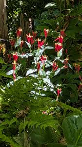 Image result for Spigelia