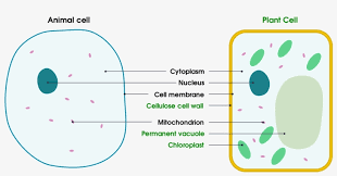 Maybe you would like to learn more about one of these? 1 Basic Structure Of Animal And Plant Cells Plant Cell And Animal Cell Simple Free Transparent Png Download Pngkey