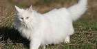 How to Identify an Angora Cat | Animals - mom.me
