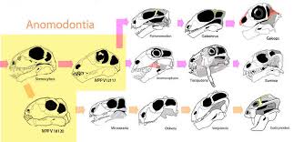 Image result for Stemodiopsis