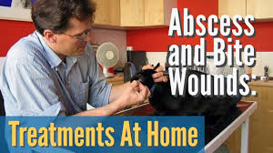 You absolutely need to have this managed by a veterinarian. How To Treat An Abscess On A Dog Home Treatments