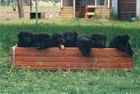 Dear friends, this group is dedicated to black german shepherds. Arizona Black Shepherds Black Shepherd German Shepherd Puppies German Shepherd For Sale