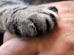 Maybe you would like to learn more about one of these? Cat Worms Can Humans Be Infected And Treated Uk Pets