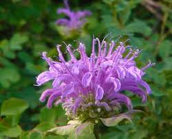 Bee Balm Our Native Spice Bee Balm Bee Balm Flower The Balm