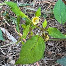 Image result for Physalis angulata